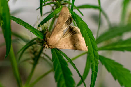 Marijuana Spanish marijuana, marihuana, the official name of cannabis is a psychoactive drug derived from hemp, psychedelic type.の写真素材