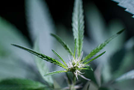 Marijuana Spanish marijuana, marihuana, the official name of cannabis is a psychoactive drug derived from hemp, psychedelic type.の写真素材