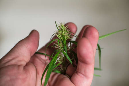 Marijuana Spanish marijuana, marihuana, the official name of cannabis is a psychoactive drug derived from hemp, psychedelic type.の写真素材