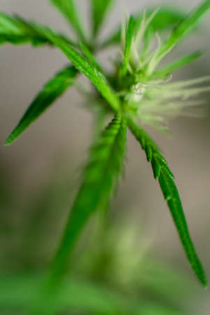 Marijuana Spanish marijuana, marihuana, the official name of cannabis is a psychoactive drug derived from hemp, psychedelic type.の写真素材