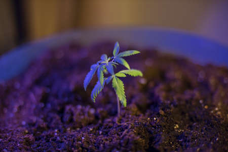 Marijuana Spanish marijuana, marihuana, the official name of cannabis is a psychoactive drug derived from hemp, psychedelic type.の写真素材