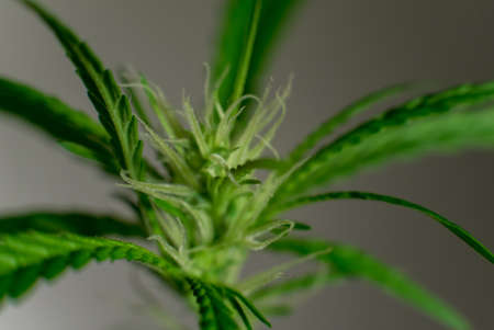 Marijuana Spanish marijuana, marihuana, the official name of cannabis is a psychoactive drug derived from hemp, psychedelic type.の写真素材