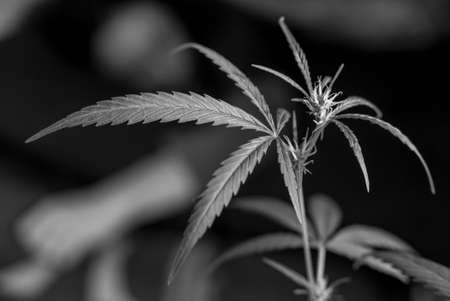 Marijuana Spanish marijuana, marihuana, the official name of cannabis is a psychoactive drug derived from hemp, psychedelic type.の写真素材