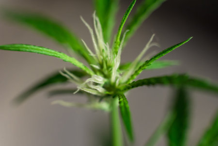 Marijuana Spanish marijuana, marihuana, the official name of cannabis is a psychoactive drug derived from hemp, psychedelic type.の写真素材