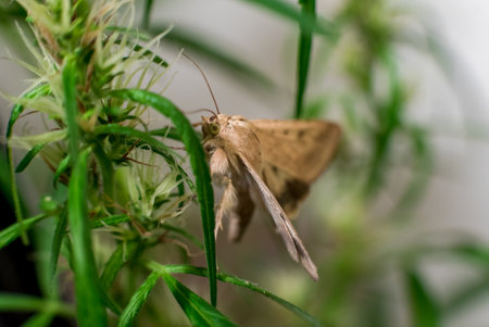 Marijuana Spanish marijuana, marihuana, the official name of cannabis is a psychoactive drug derived from hemp, psychedelic type.の写真素材