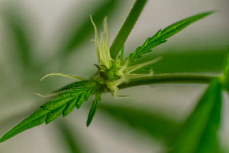 Marijuana Spanish marijuana, marihuana, the official name of cannabis is a psychoactive drug derived from hemp, psychedelic type.の写真素材