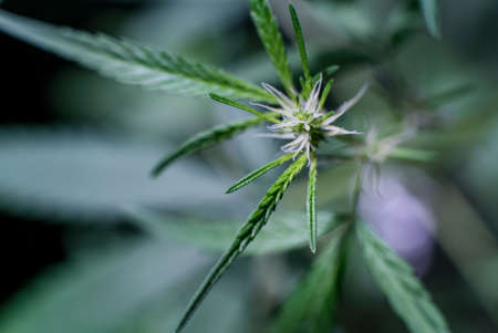 Marijuana (Spanish marijuana, marihuana), the official name of cannabis is a psychoactive drugの写真素材