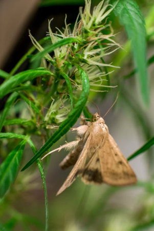 Marijuana (Spanish marijuana, marihuana), the official name of cannabis is a psychoactive drug