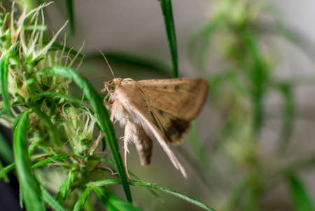 Marijuana (Spanish marijuana, marihuana), the official name of cannabis is a psychoactive drugの写真素材