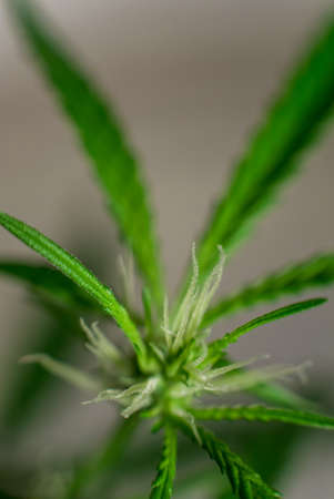 Marijuana (Spanish marijuana, marihuana), the official name of cannabis is a psychoactive drugの写真素材