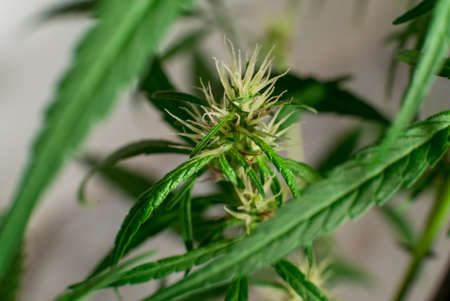 Marijuana (Spanish marijuana, marihuana), the official name of cannabis is a psychoactive drugの写真素材