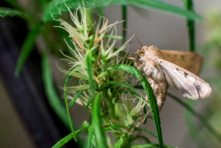 Marijuana (Spanish marijuana, marihuana), the official name of cannabis is a psychoactive drugの写真素材