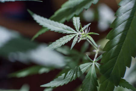 Marijuana (Spanish marijuana, marihuana), the official name of cannabis is a psychoactive drugの写真素材