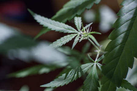 Marijuana (Spanish marijuana, marihuana), the official name of cannabis is a psychoactive drugの写真素材