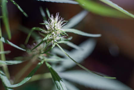 Marijuana (Spanish marijuana, marihuana)の写真素材