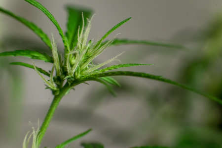 Marijuana (Spanish marijuana, marihuana)の写真素材