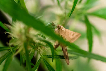 Marijuana (Spanish marijuana, marihuana)の写真素材