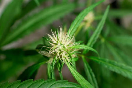 Marijuana (Spanish marijuana, marihuana)の写真素材