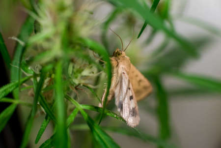 Marijuana (Spanish marijuana, marihuana)の写真素材