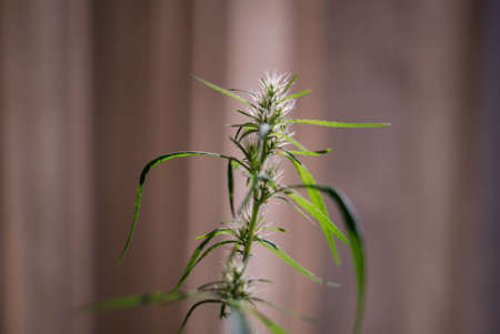 Marijuana (Spanish marijuana, marihuana)の写真素材