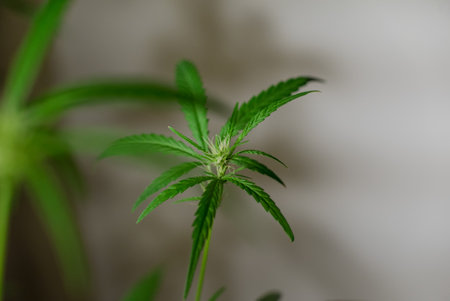 Marijuana (Spanish marijuana, marihuana)の写真素材