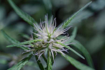 Marijuana (Spanish marijuana, marihuana)の写真素材