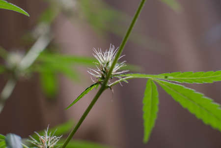 Marijuana (Spanish marijuana, marihuana), the official name of cannabis is a psychoactive drug derived from hemp, psychedelic type.の写真素材