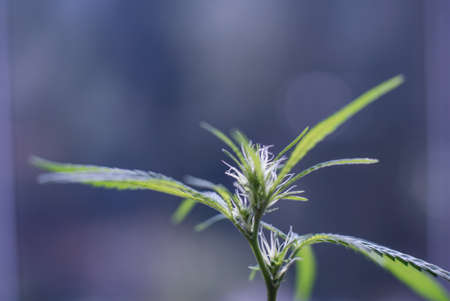 Marijuana (Spanish marijuana, marihuana), the official name of cannabis is a psychoactive drug derived from hemp, psychedelic type.の写真素材