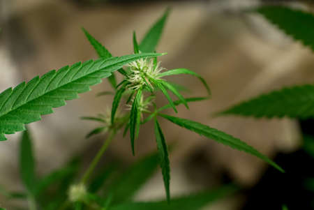 Marijuana (Spanish marijuana, marihuana), the official name of cannabis is a psychoactive drug derived from hemp, psychedelic type.の写真素材