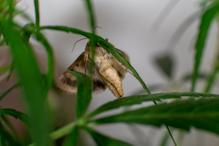 Marijuana (Spanish marijuana, marihuana), the official name of cannabis is a psychoactive drug derived from hemp, psychedelic type.の写真素材