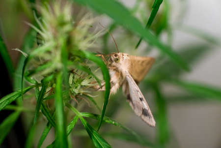 Marijuana (Spanish marijuana, marihuana), the official name of cannabis is a psychoactive drug derived from hemp, psychedelic type.の写真素材