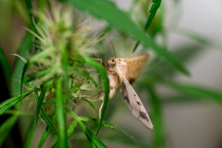 Marijuana (Spanish marijuana, marihuana), the official name of cannabis is a psychoactive drug derived from hemp, psychedelic type.の写真素材