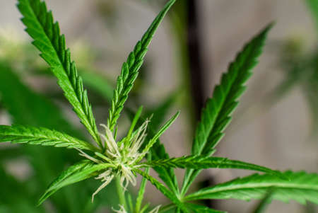 Marijuana (Spanish marijuana, marihuana), the official name of cannabis is a psychoactive drug derived from hemp, psychedelic type.の写真素材