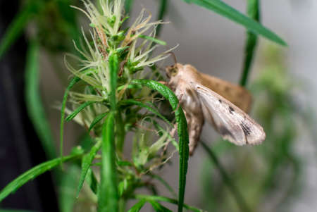 Marijuana (Spanish marijuana, marihuana), the official name of cannabis is a psychoactive drug derived from hemp, psychedelic type.の写真素材