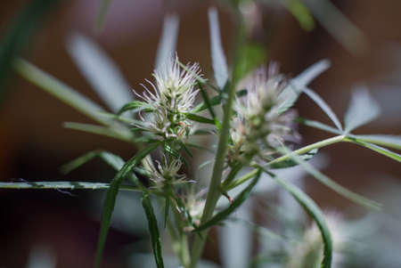 Marijuana (Spanish marijuana, marihuana), the official name of cannabis is a psychoactive drug derived from hemp, psychedelic type.の写真素材