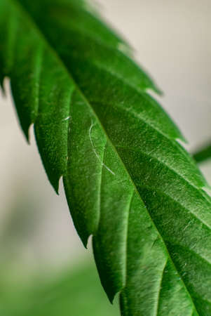 Marijuana (Spanish marijuana, marihuana), the official name of cannabis is a psychoactive drug derived from hemp, psychedelic type.の写真素材