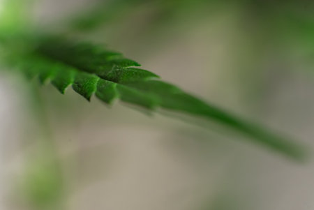 Marijuana (Spanish marijuana, marihuana), the official name of cannabis is a psychoactive drug derived from hemp, psychedelic type.の写真素材