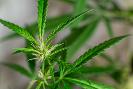 Marijuana (Spanish marijuana, marihuana), the official name of cannabis is a psychoactive drug derived from hemp, psychedelic type.の写真素材