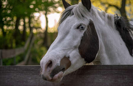 An eye is sometimes called a magpie when the white part of the eye is visible when the horse is at rest. Sometimes this is called the eye with a blue iris.の写真素材