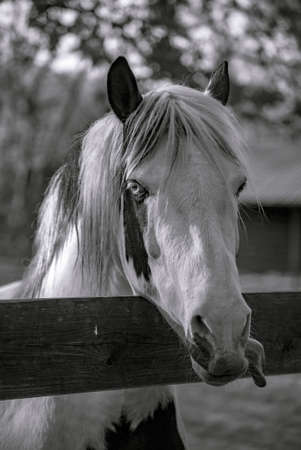 An eye is sometimes called a magpie when the white part of the eye is visible when the horse is at rest. Sometimes this is called the eye with a blue iris.の写真素材