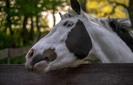An eye is sometimes called a magpie when the white part of the eye is visible when the horse is at rest. Sometimes this is called the eye with a blue iris.の写真素材