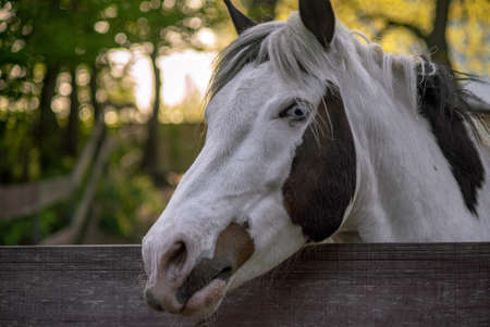 An eye is sometimes called a magpie when the white part of the eye is visible when the horse is at rest. Sometimes this is called the eye with a blue iris.の写真素材
