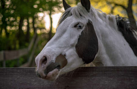 An eye is sometimes called a magpie when the white part of the eye is visible when the horse is at rest. Sometimes this is called the eye with a blue iris.の写真素材