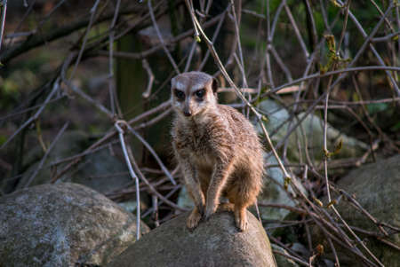 The meerkat is a rather small representative of the mongoose. The coat color of this mammal is orange-brown. The fur is quite long and fluffy, and the fur on the belly and chest is short. It has a patの写真素材