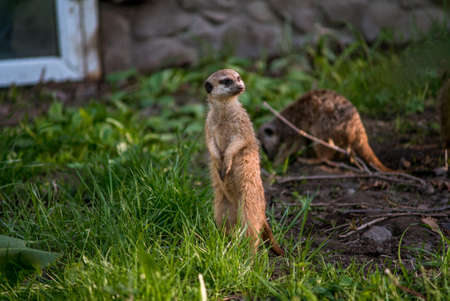 The meerkat is a rather small representative of the mongoose. The coat color of this mammal is orange-brown. The fur is quite long and fluffy, and the fur on the belly and chest is short. It has a patの写真素材