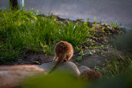 The meerkat is a rather small representative of the mongoose. The coat color of this mammal is orange-brown. The fur is quite long and fluffy, and the fur on the belly and chest is short. It has a patの写真素材