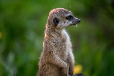 The meerkat is a rather small representative of the mongoose. The coat color of this mammal is orange-brown. The fur is quite long and fluffy, and the fur on the belly and chest is short. It has a patの写真素材