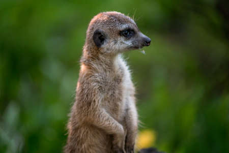 The meerkat is a rather small representative of the mongoose. The coat color of this mammal is orange-brown. The fur is quite long and fluffy, and the fur on the belly and chest is short. It has a patの写真素材
