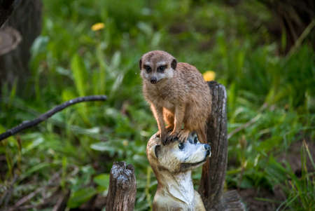 The meerkat is a rather small representative of the mongoose. The coat color of this mammal is orange-brown. The fur is quite long and fluffy, and the fur on the belly and chest is short. It has a patの写真素材