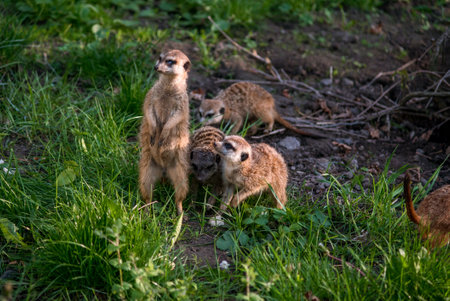 The meerkat is a rather small representative of the mongoose. The coat color of this mammal is orange-brown. The fur is quite long and fluffy, and the fur on the belly and chest is short. It has a patの写真素材